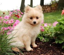 Only 2 available! Pomeranian pups! **Vaccinated**