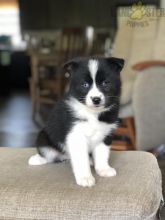 Only 2 available! Pomsky pups! **Vaccinated**