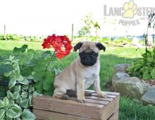 Only 2 available! Pug pups! **Vaccinated**