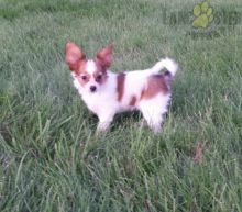 Papillon Puppies ready to go home! Health Guarantee Incl.