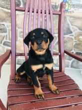Rottweiler Puppies ready to go home! Health Guarantee Incl.