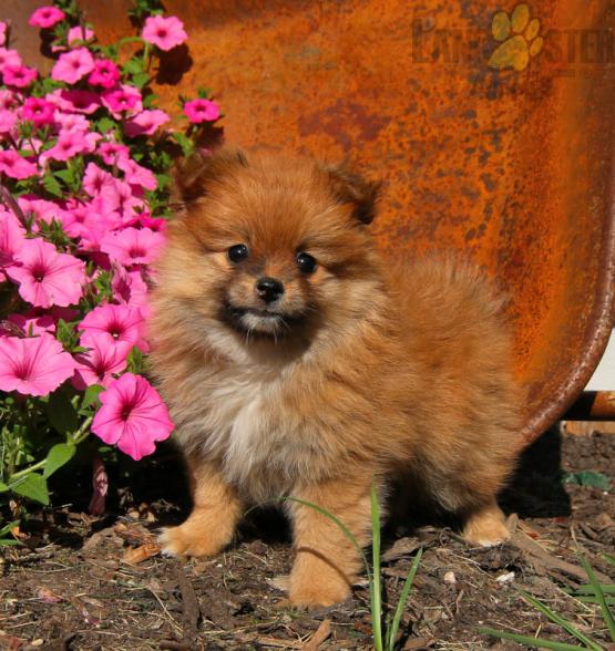 12 weeks old Pomeranian Pups *Trained* Image eClassifieds4u