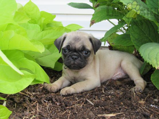 12 weeks old Pug Pups *Trained* Image eClassifieds4u