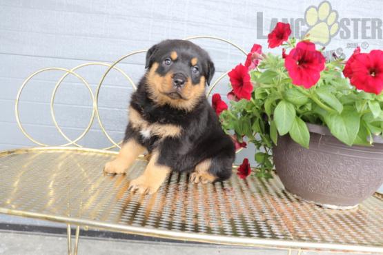 12 weeks old Rottweiler Pups *Trained* Image eClassifieds4u