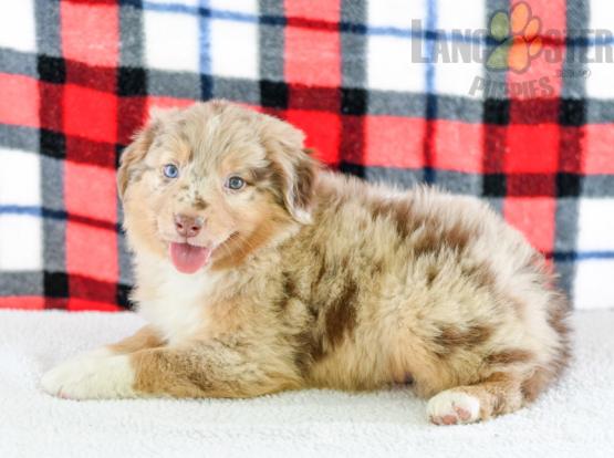 Australian Shepherd Puppies ready to go home! Health Guarantee Incl. Image eClassifieds4u