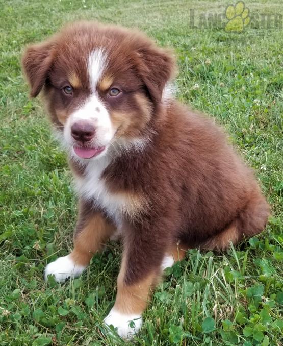 Beautiful Australian Shepherd Puppies! READY NOW! Image eClassifieds4u