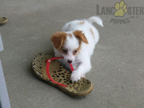 Beautiful Papillon Puppies! READY NOW! Image eClassifieds4u