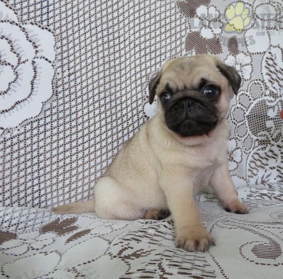 Beautiful Pug puppies for adoption~non shedding Image eClassifieds4u