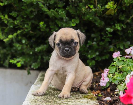 Beautiful Pug Puppies! READY NOW! Image eClassifieds4u