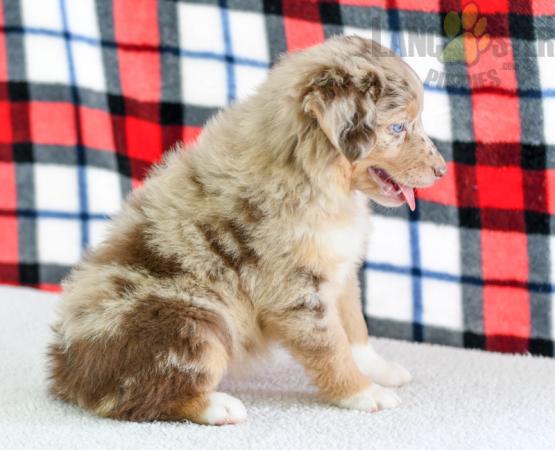 CKC Reg'd Australian Shepherd Puppies- 2 LEFT Image eClassifieds4u