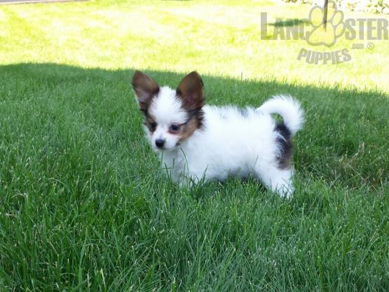 CKC Reg'd Papillon Puppies- 2 LEFT Image eClassifieds4u