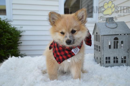 CKC Reg'd Pomeranian Puppies- 2 LEFT Image eClassifieds4u