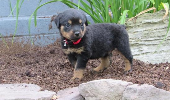 CKC Reg'd Rottweiler Puppies- 2 LEFT Image eClassifieds4u