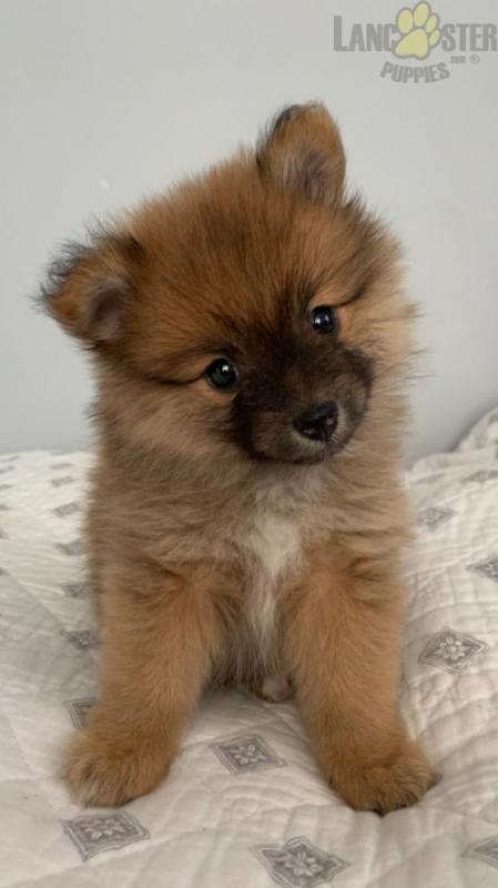 Adorable Pomeranian Puppies-Male/Female left!! Image eClassifieds4u