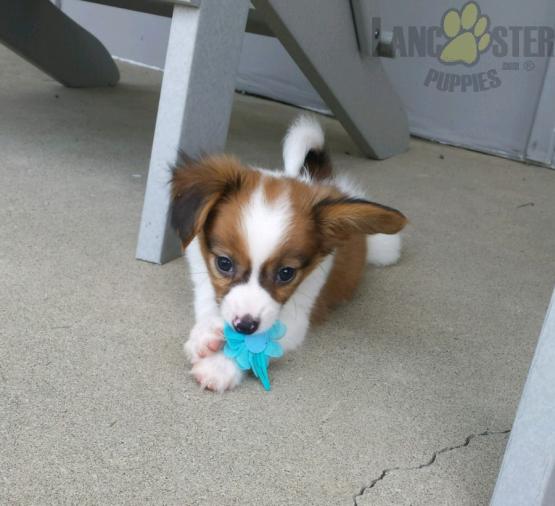 Healthy adorable *Papillon* puppies! Image eClassifieds4u