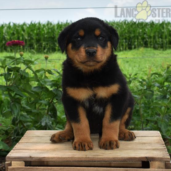Healthy adorable *Rottweiler* puppies! Image eClassifieds4u
