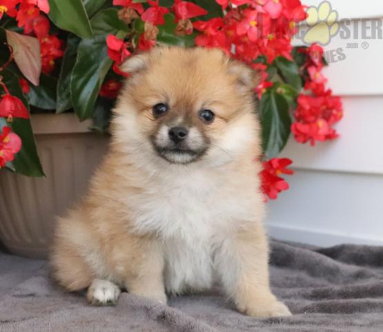 Like Pomeranians?Cutest Pomeranians Available Image eClassifieds4u