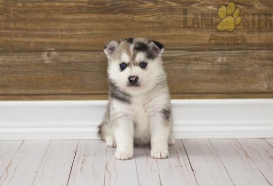 Like Pomskies?Cutest Pomskies Available Image eClassifieds4u