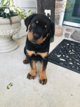 ***Gorgeous RARE Rottweiler Puppies*** Image eClassifieds4U