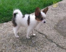 ❤️❤️ Papillon Puppies ❤️❤️ Girl & Boy ❤️ ❤️ Image eClassifieds4U