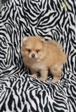 ❤️❤️ Pomeranian Puppies ❤️❤️ Girl & Boy ❤️ ❤️ Image eClassifieds4U