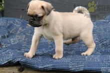 ❤️❤️ Pug Puppies ❤️❤️ Girl & Boy ❤️ ❤️ Image eClassifieds4U