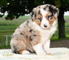 12 weeks old Australian Shepherd Pups *Trained* Image eClassifieds4U