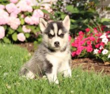 12 weeks old Pomsky Pups *Trained* Image eClassifieds4U