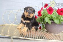 12 weeks old Rottweiler Pups *Trained* Image eClassifieds4U