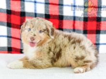 Australian Shepherd Puppies ready to go home! Health Guarantee Incl. Image eClassifieds4U