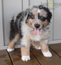 Beautiful Australian Shepherd puppies for adoption~non shedding Image eClassifieds4U