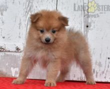 Beautiful Pomeranian puppies for adoption~non shedding Image eClassifieds4U