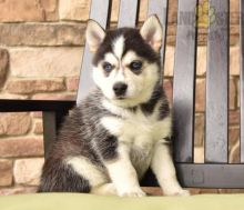 Beautiful Pomsky puppies for adoption~non shedding Image eClassifieds4U