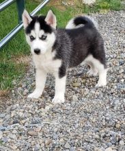 Beautiful Pomsky Puppies! READY NOW! Image eClassifieds4U