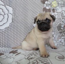 Beautiful Pug puppies for adoption~non shedding Image eClassifieds4U