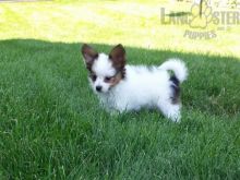 CKC Reg'd Papillon Puppies- 2 LEFT Image eClassifieds4U