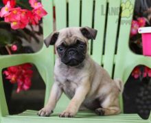 Adorable Pug Puppies-Male/Female left!! Image eClassifieds4U