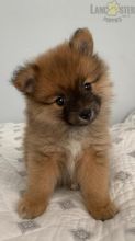 Adorable Pomeranian Puppies-Male/Female left!! Image eClassifieds4U