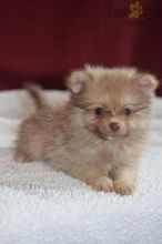 Healthy adorable *Pomeranian* puppies! Image eClassifieds4U