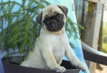 Healthy adorable *Pug* puppies! Image eClassifieds4U