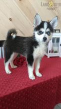 Pomsky pups!!! Meet them Now ! Image eClassifieds4U