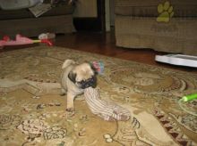 Pug pups!!! Meet them Now ! Image eClassifieds4U