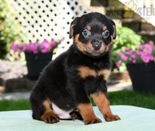 Rottweiler pups!!! Meet them Now ! Image eClassifieds4U