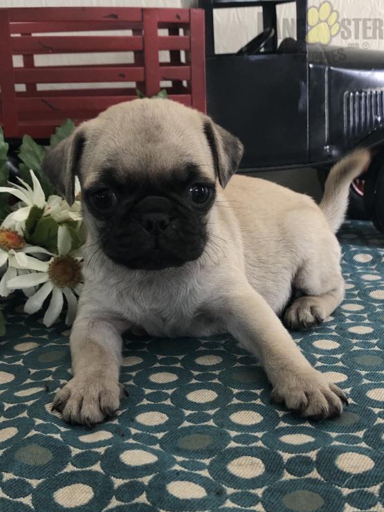 Pug Puppies ready to go home! Health Guarantee Incl. Image eClassifieds4u