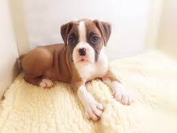 These Boxer puppies are ready Image eClassifieds4u