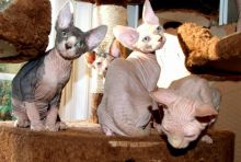 Adorable Purebred SPHYNX Kittens 2 SOLD 2 LEFT