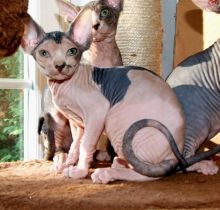 Adorable Purebred SPHYNX KITTENS w VET