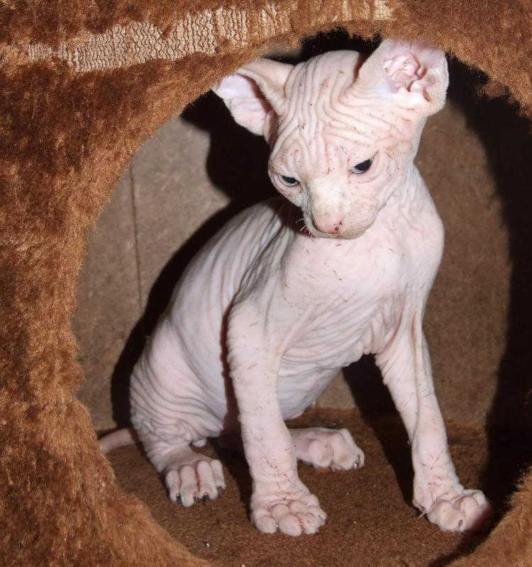 Adorable Purebred SPHYNX KITTENS w VET Image eClassifieds4u