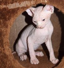 Adorable Purebred SPHYNX KITTENS w VET Image eClassifieds4u 2