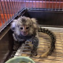 Baby Marmoset monkeys available Image eClassifieds4U